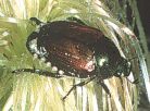 Japanese Beetle